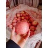 山东红富士苹果 沂源苹果 甜脆苹果 批发苹果价格