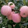 山東蘋果產地紅富士蘋果價格冷庫蘋果批發