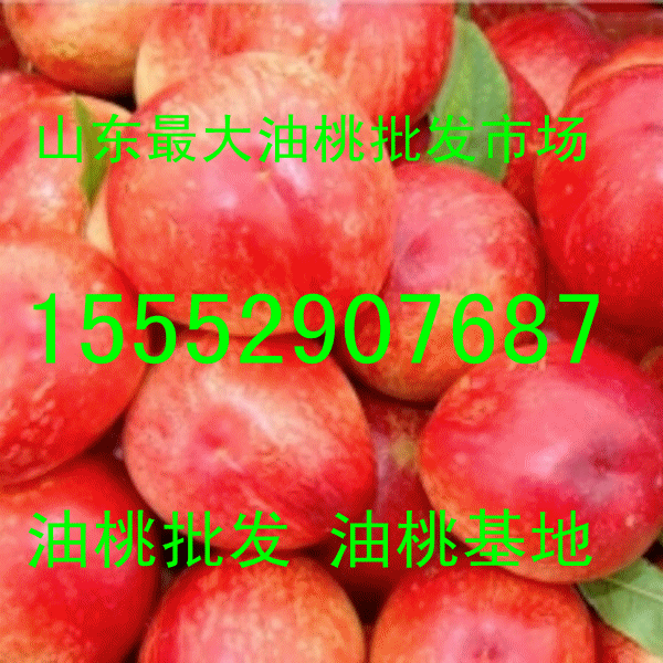 山東大棚油桃 冷庫紅富士蘋果大量供應(yīng)1555907687