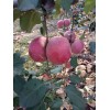 山東蘋果產(chǎn)地紅富士蘋果價格冷庫蘋果批發(fā)