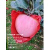 甘肅正寧蘋果現已脫袋