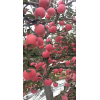 紅富士蘋果已大量上市