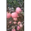 山東紅富士產地直供
