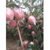 优质红富士苹果品种