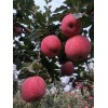 山東紅富士自家種植歡迎采購(gòu)