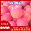 大量冷庫紅富士，便宜處理需要的老板聯系