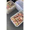 山東美八蘋果大量上市