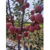 紅星蘋果大量上市價格不高質量很好