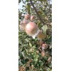 山東紅富士，大量上市價格不高