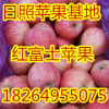 18264955075山东红富士苹果大量上市