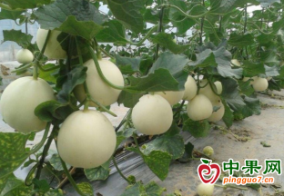 山東費縣：西甜瓜產業讓農民過上“甜”日子 ()
