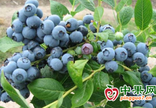 国产蓝莓进入销售高峰期