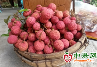 廣東茂名：荔枝產量降低 價格翻倍 ()
