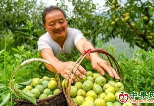 高海拔山村发展错季水果产业 ()