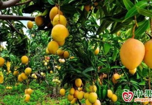 貴州望謨縣油邁鄉：7000畝芒果成熟 ()