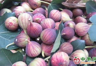 嘉定地產(chǎn)無花果如期上市 ()