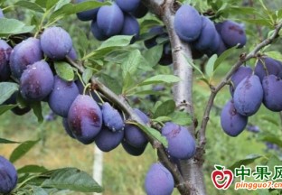新疆伽師：新梅陸續(xù)成熟進(jìn)入采摘季 ()