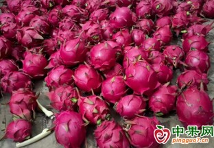 宜賓翠屏：打造水果采摘園 拓展鄉(xiāng)村振興路 ()