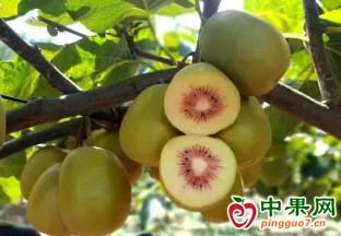 安義縣喬樂鄉(xiāng)：四季水果飄香 帶動(dòng)群眾增收 ()