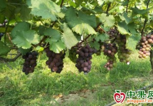 寶山：多個(gè)水果品種等你來采摘 ()