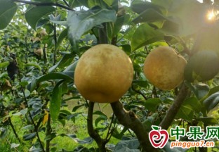 宣城旌德:“生態(tài)梨”迎豐收 鄉(xiāng)村振興“甜”起來 ()