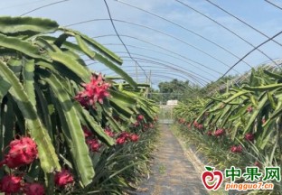 內(nèi)江：水果獲豐收 果農(nóng)笑開顏 ()