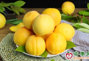 廣元利州區(qū)：“小水果”成助農(nóng)增收“大產(chǎn)業(yè)” ()