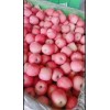 山東蘋果產(chǎn)地美八蘋果價格紅將軍蘋果批發(fā)