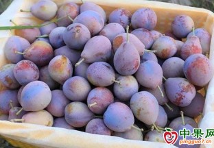 新疆開行今年首趟伽師西梅冷鏈專列 ()