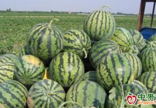酒泉市金塔大田西瓜上市熱銷 ()