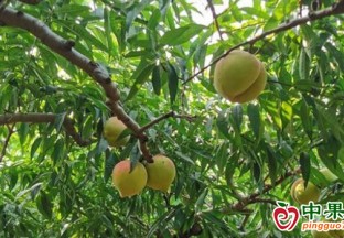 河北深州：第十屆“桃王爭霸賽”順利舉辦 ()