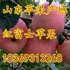 18369313268山东新红星苹果大量上市