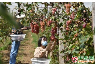 延慶區張山營鎮迎來葡萄采摘季 ()