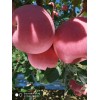 大量供应红富士苹果