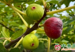 小小無花果  帶動(dòng)村民奔向致富路 ()
