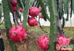 壽光：火龍果大豐收 采摘嘗鮮正當(dāng)時(shí) ()