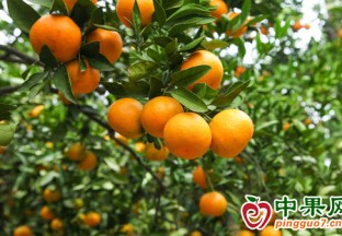 隴南市文縣：橘子熟了 果農樂了 ()