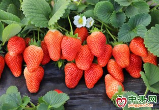 昆明草莓高價上市 ()
