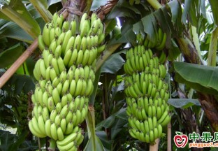 廣西南寧：千畝香蕉喜豐收  村民就業又增收 ()