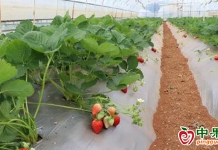 者海鎮：群眾喜嘗特色水果種植甜頭 ()