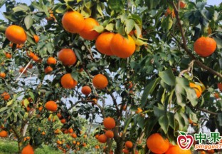昭通永善：千畝特色水果促農增收 ()