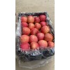 山东红富士苹果大量出售