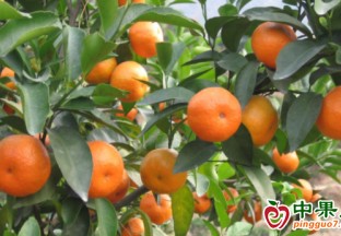 湖南江永：小山村水果產業催開“致富花” ()