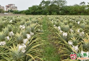 寧明明江：撂荒地里長出“甜蜜果” ()