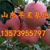 13573955797山东临沂红富士苹果批发基地