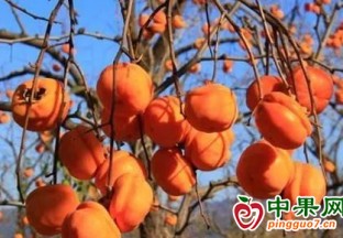 煙臺柿子進入集中上市期 ()
