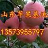 13573955797临沂红富士苹果批发基地