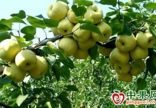 安徽砀山：“数字果园”赋新能  酥梨增产增收 ()
