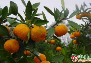 桂阳：7万亩柑橘披“冬衣” ()