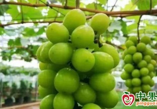 铜川青提葡萄成为“太空水果” ()